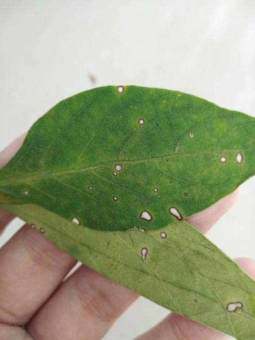 菜农辣椒种植怎样管理,辣椒白星病和叶枯病如何鉴别诊断