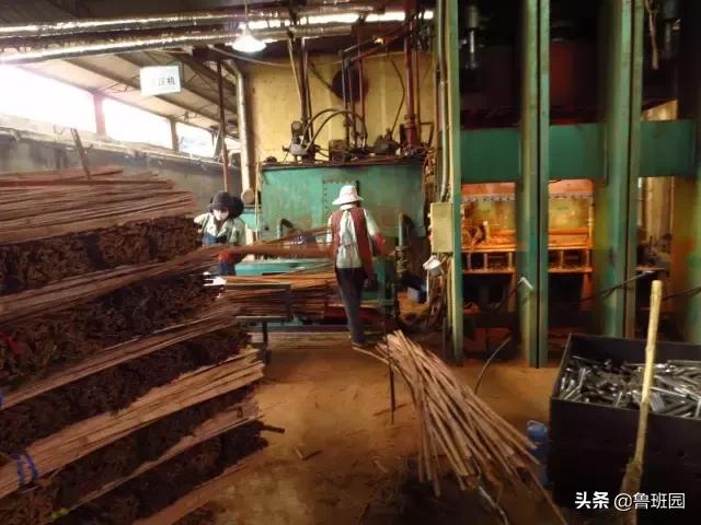 竹子怎么变异成龟甲竹,看竹子挖笋技巧