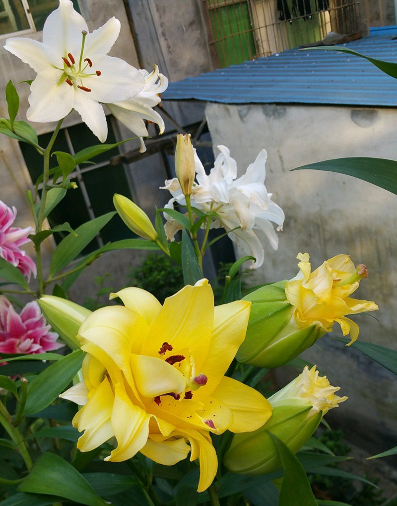 水养百合花苞快速开花,百合花苞期施什么肥