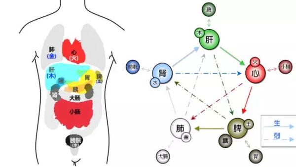 腹痛：相兼为病、病变复杂，调之：通利祛邪、温补扶正
