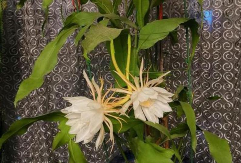 如何让昙花生长更快,昙花多开花的办法