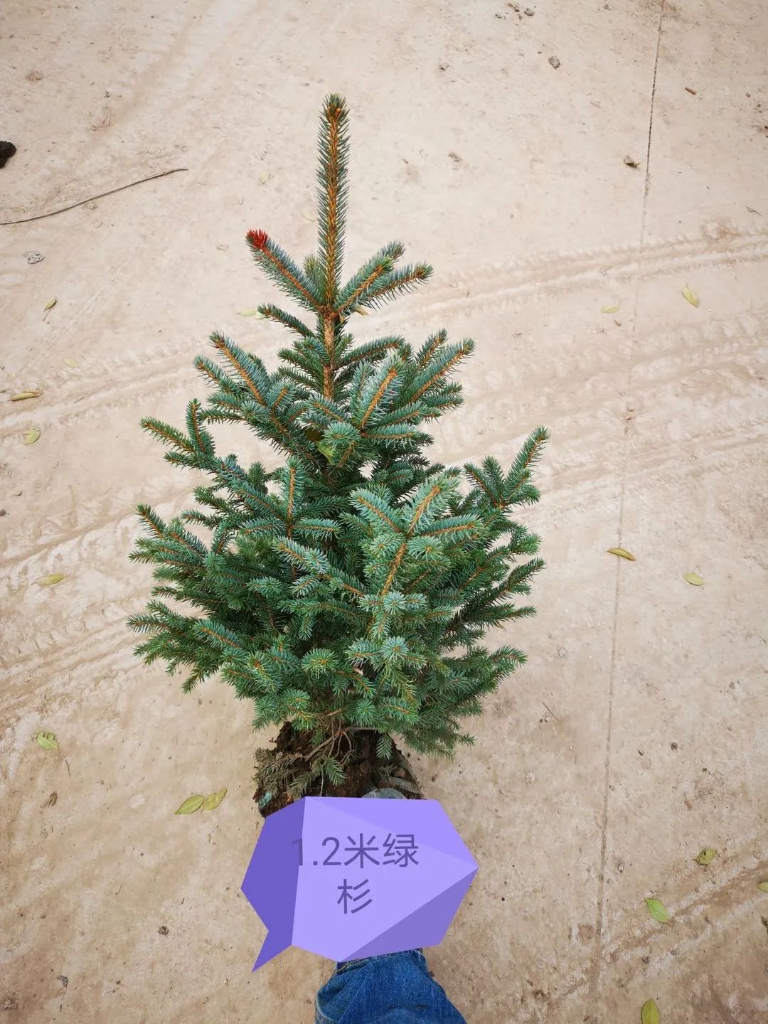 挪威云杉夏天怎么养,挪威云杉温和净肤