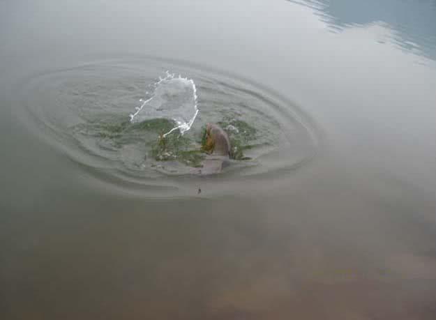 钓鱼人的困惑,这种健鲤和平常鲤鱼不一样吗?