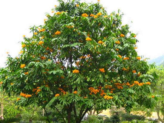 无忧花苗多少钱一棵,无忧花最新价格