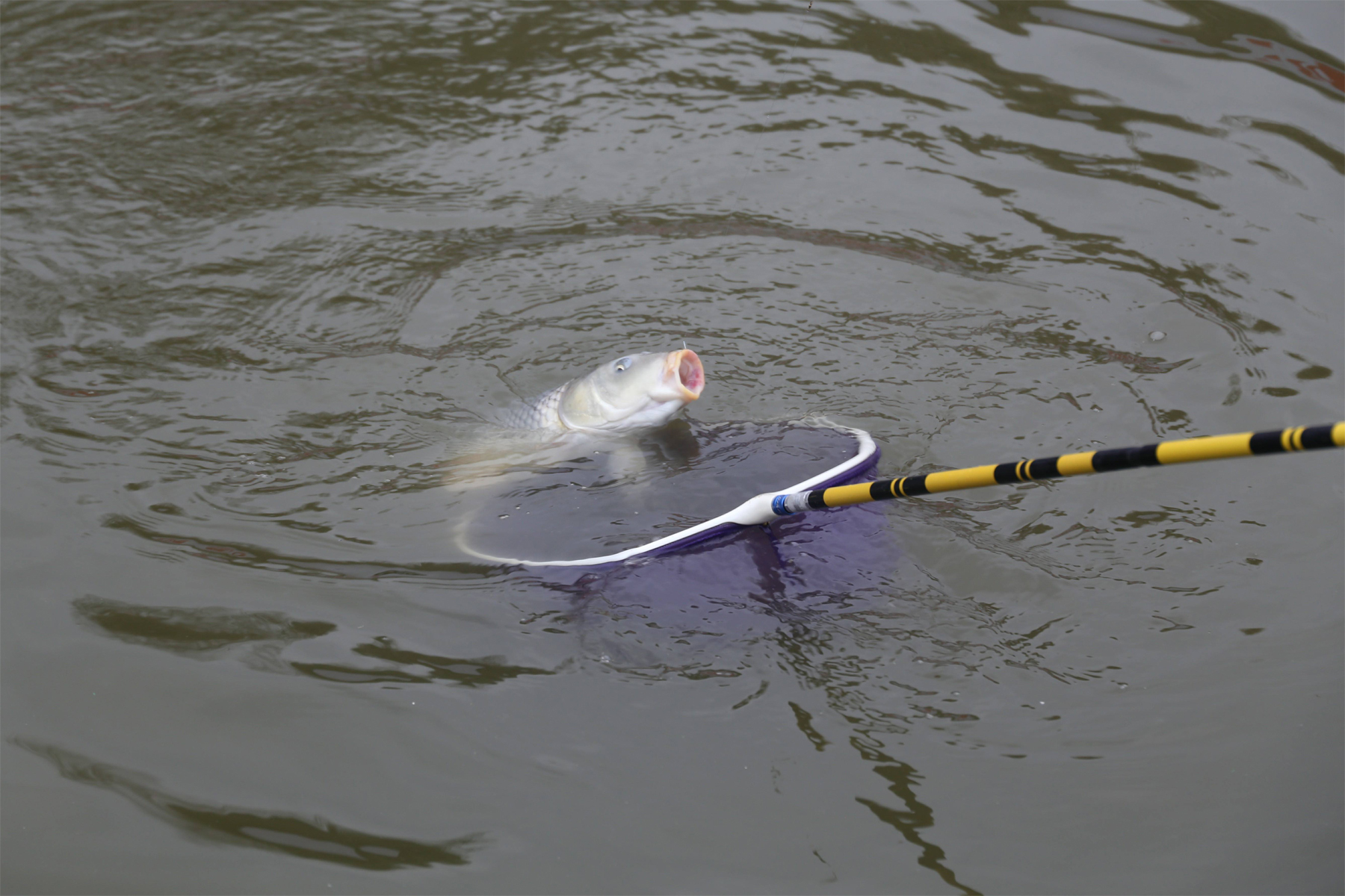 钓黑坑鲤鱼不开口怎么处理,黑坑钓鲤鱼后期没口怎么办