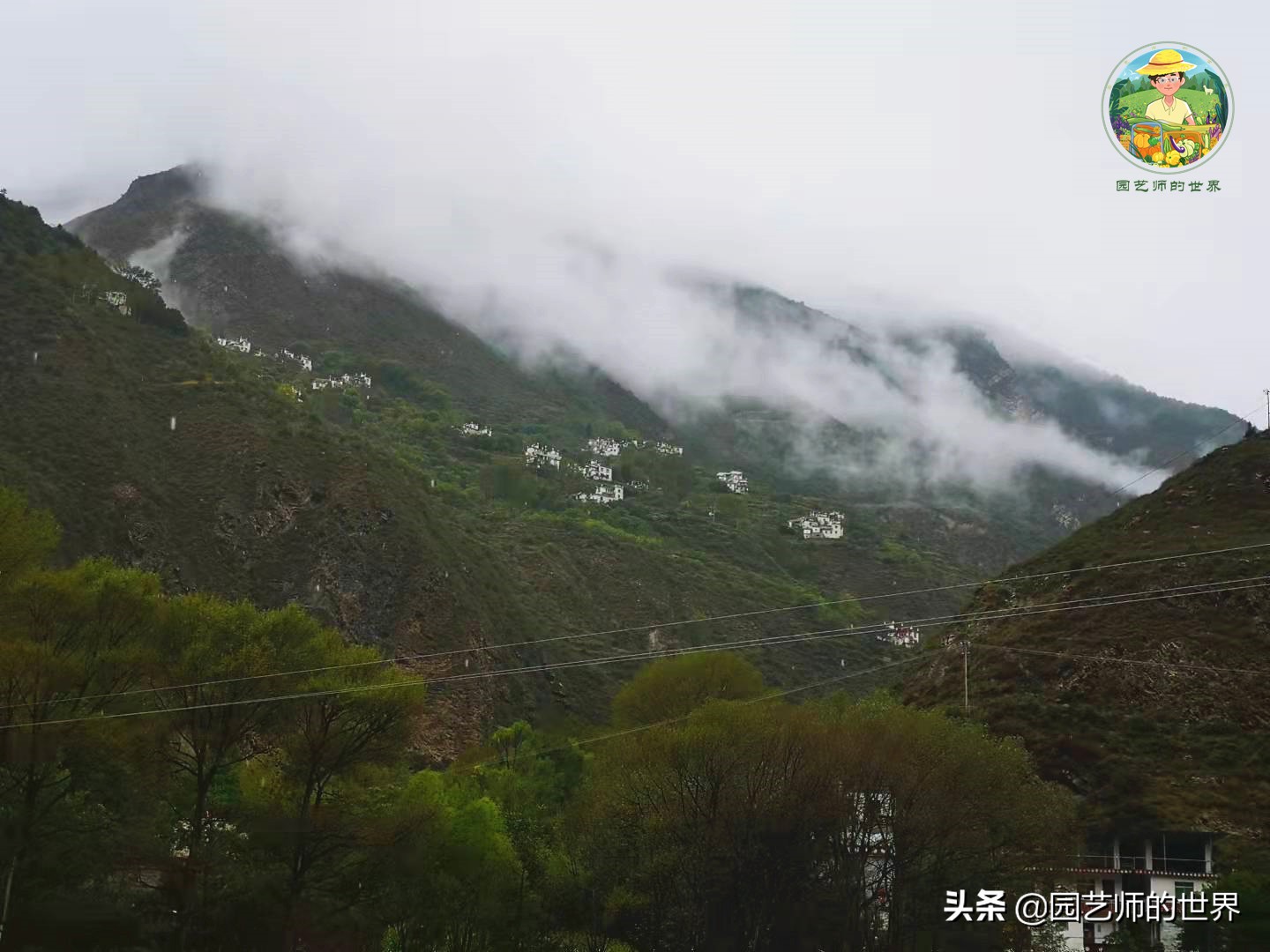夏季草莓还能开花结果吗,草莓夏季高产