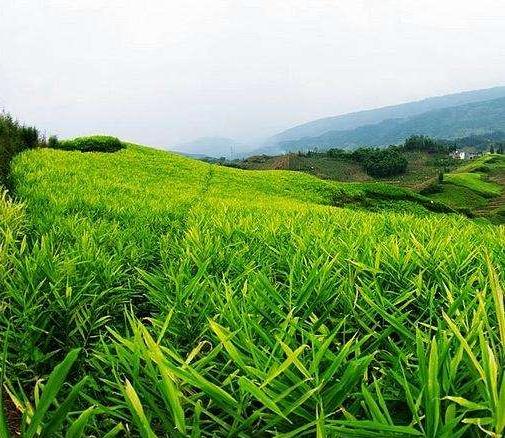 生姜新品种及种植技术有哪些,生姜种植技术生姜采收保存技术