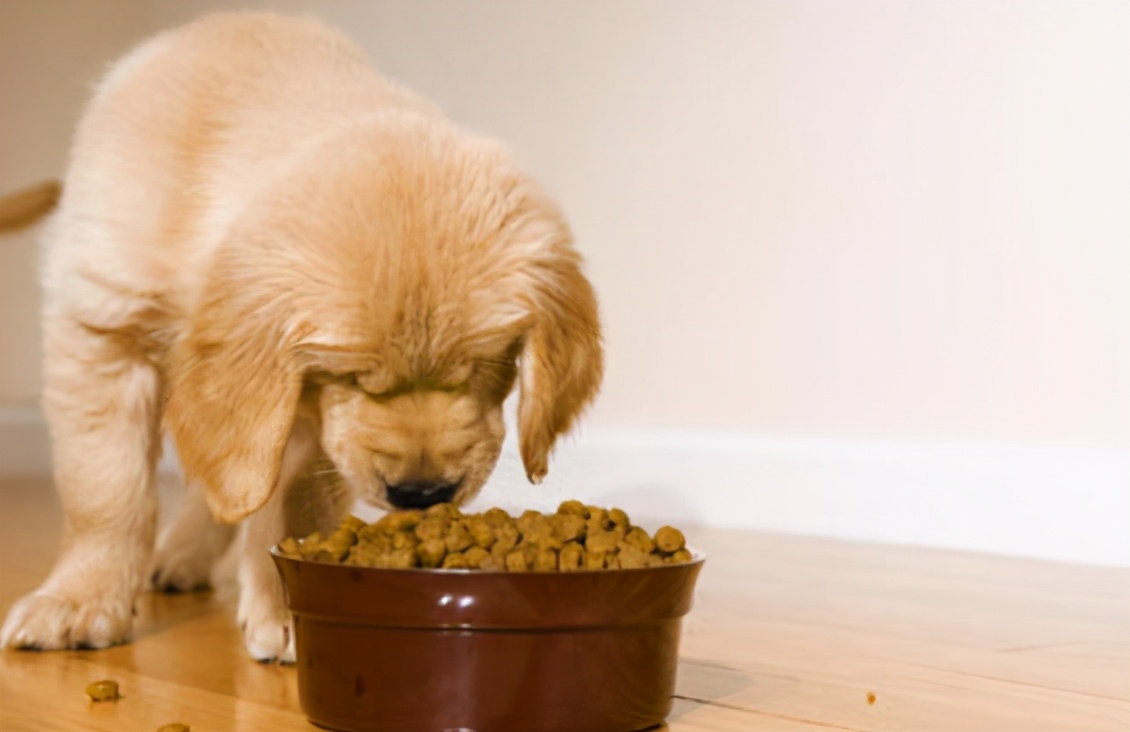 狗狗软便拉稀怎么办解决方案大全,幼犬狗狗拉软便怎么调理