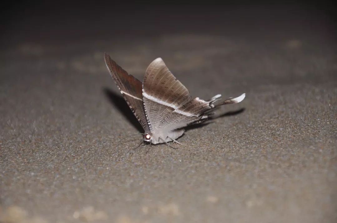 传说中的蛊虫真的有吗,传说中的扑棱蛾子