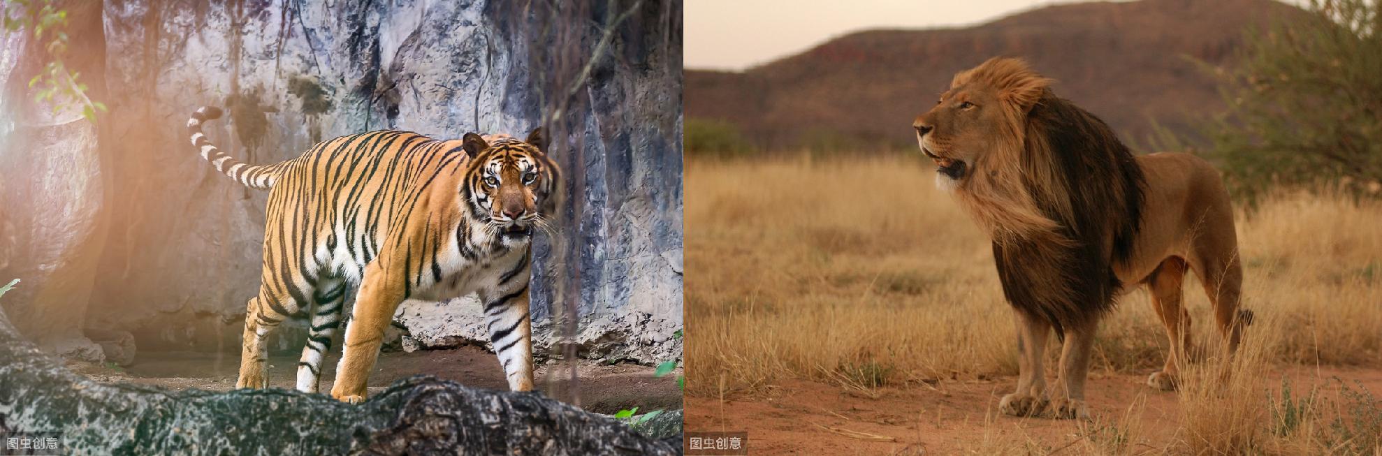 狮虎和百兽之王哪个厉害,狮虎大战真相