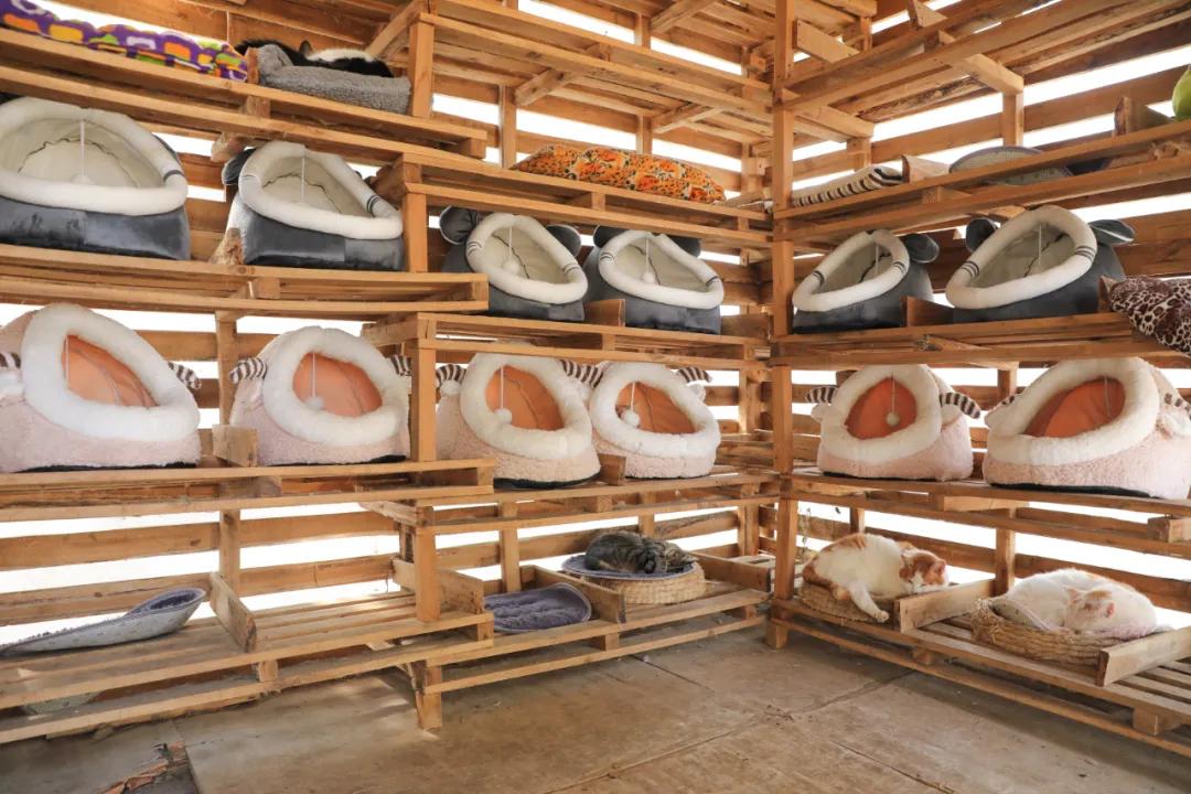 流浪动物救助者,流浪动物被救助感人事件