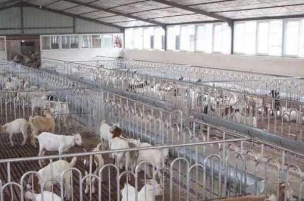 圈养羊冬天吃什么最好,养羊羊一般吃什么