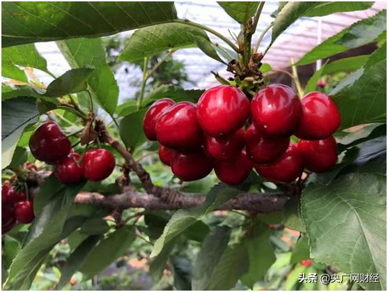 京东物流有可能做不下去吗,京东物流战略存在的问题