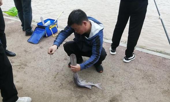 钓鱼日记49月29日南阳白河野钓匙吻鲟也许一辈子就这一次盛况