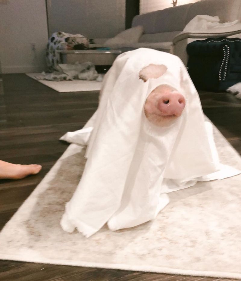 宠物猪小香猪粉红色,粉红色小香猪