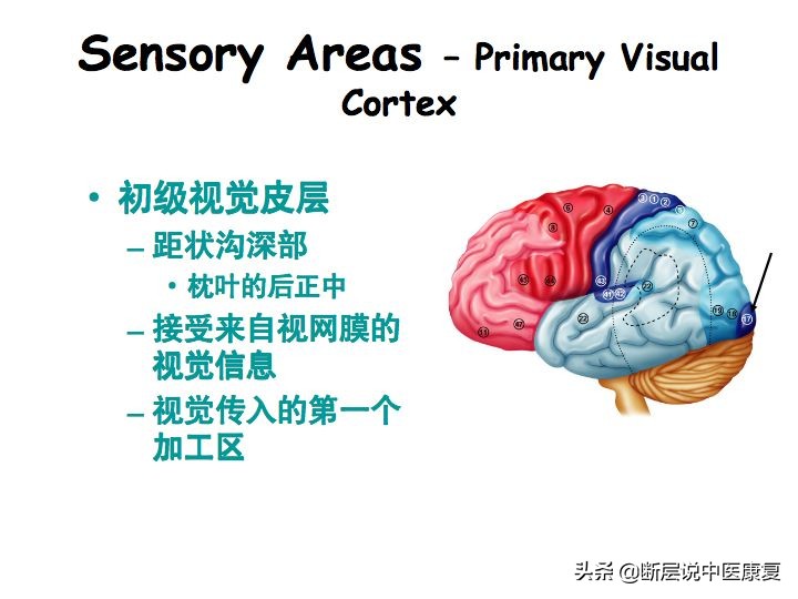 中枢神经系统断层解剖讲解,中枢神经3d解剖动画