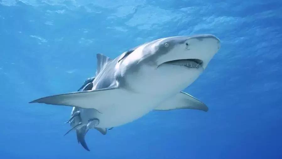 鲨鱼怕海豚，这是真的吗？