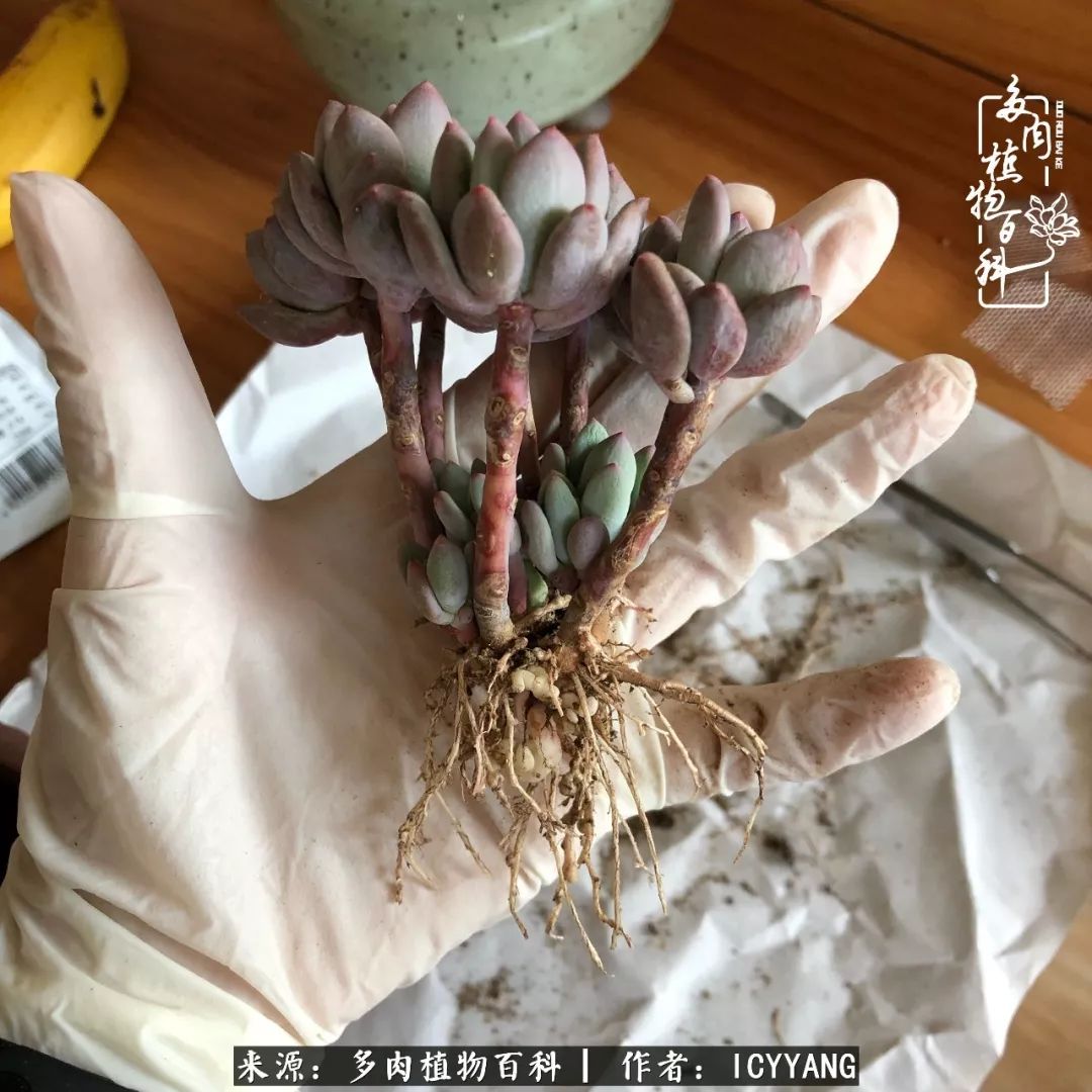 多肉隔着玻璃晒太阳效果好吗,隔着玻璃养的多肉照样长得好