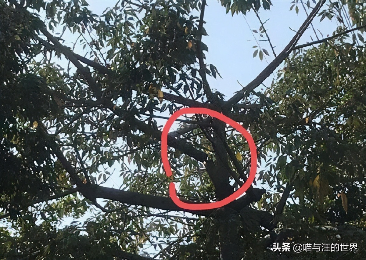 如何实现优雅地砍树？来，抬出我的*四代第**“激光大炮”