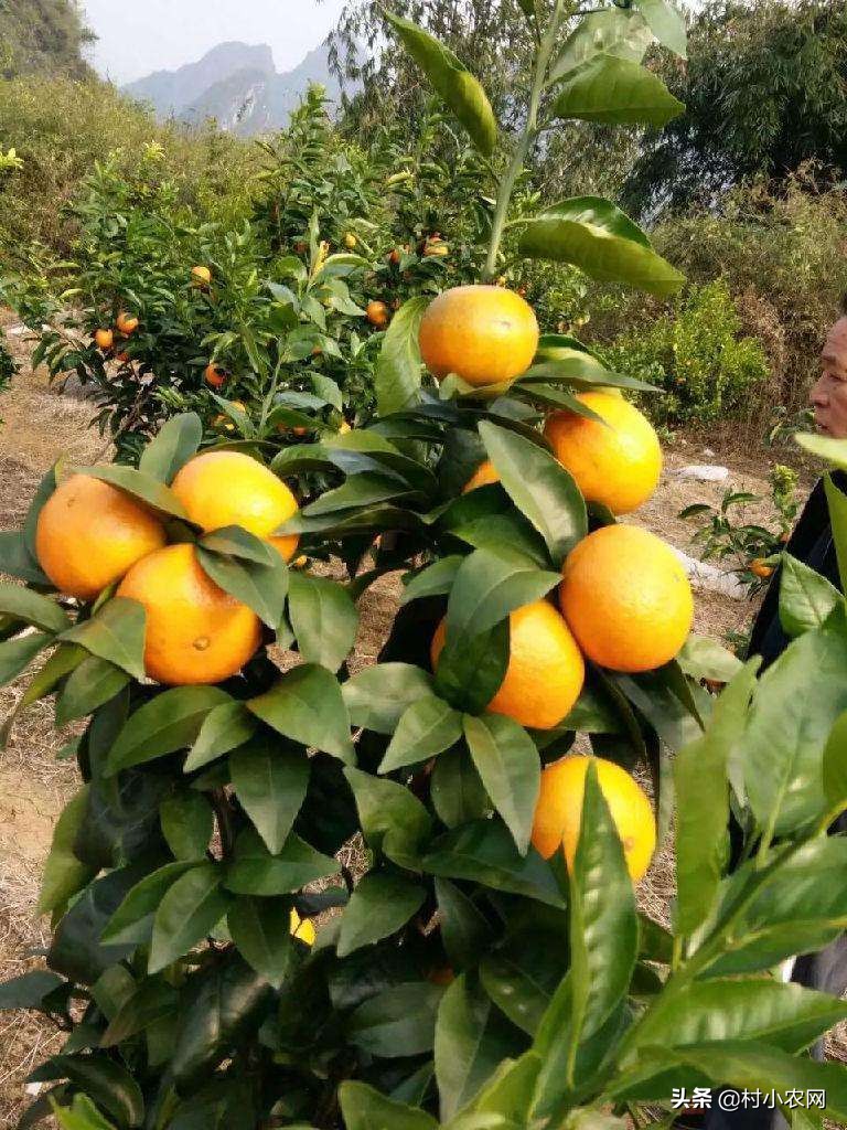 柑橘树迟迟不发芽,柑橘树开花不挂果