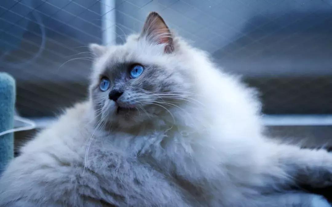 猫咪刚生完宝宝的注意事项,家里的猫咪生宝宝