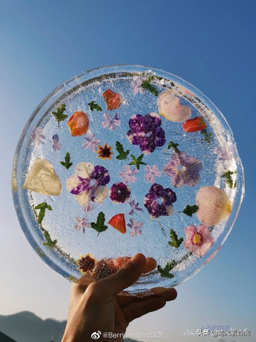 冻冰花美篇,冻冰花的美篇