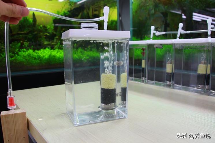 小型鱼缸过滤器怎样养殖观赏鱼,小鱼缸养小型鱼用什么过滤好