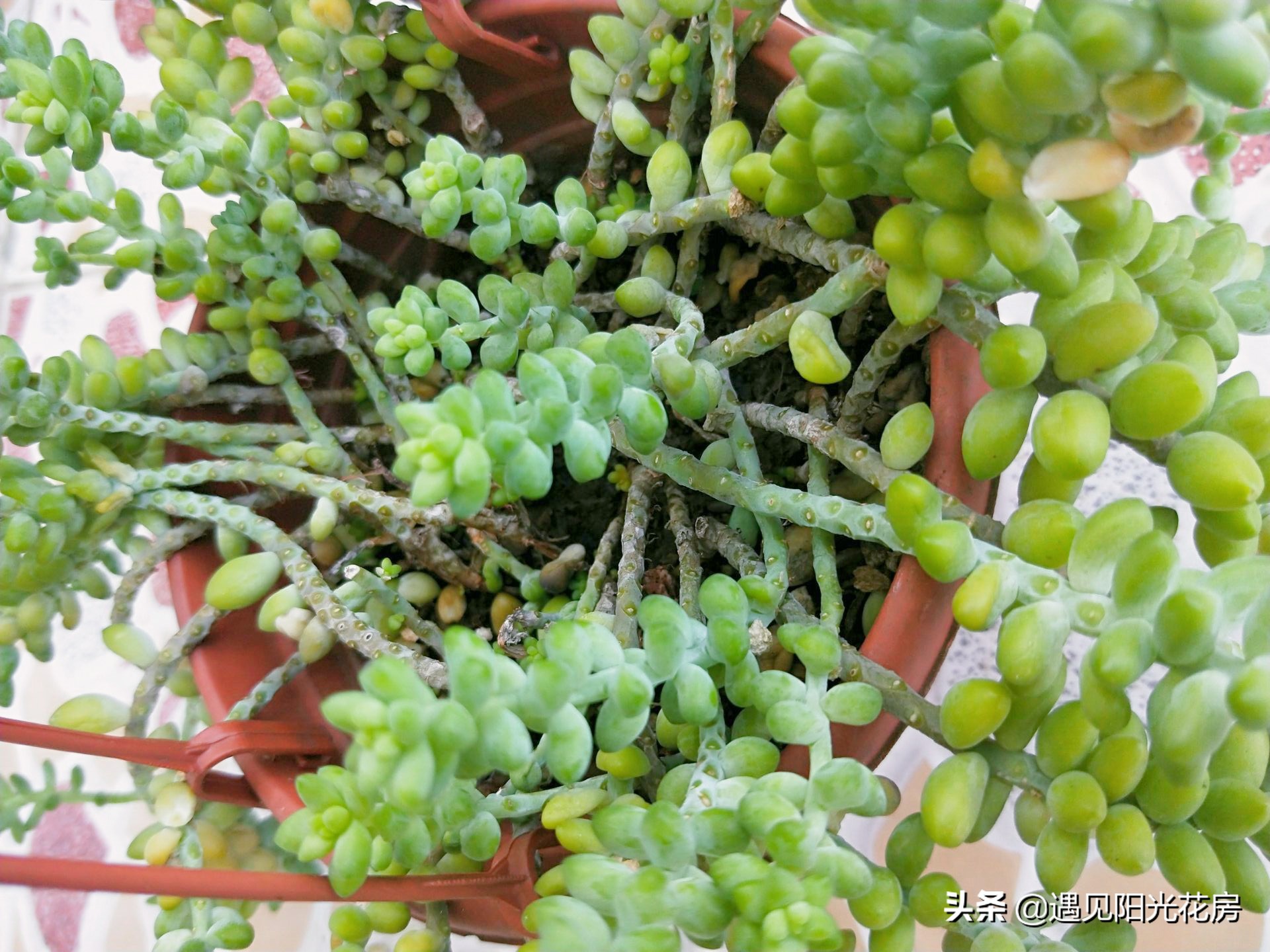 蓝宝石葡萄为什么掉花落果,新玉缀发黄掉叶怎么办