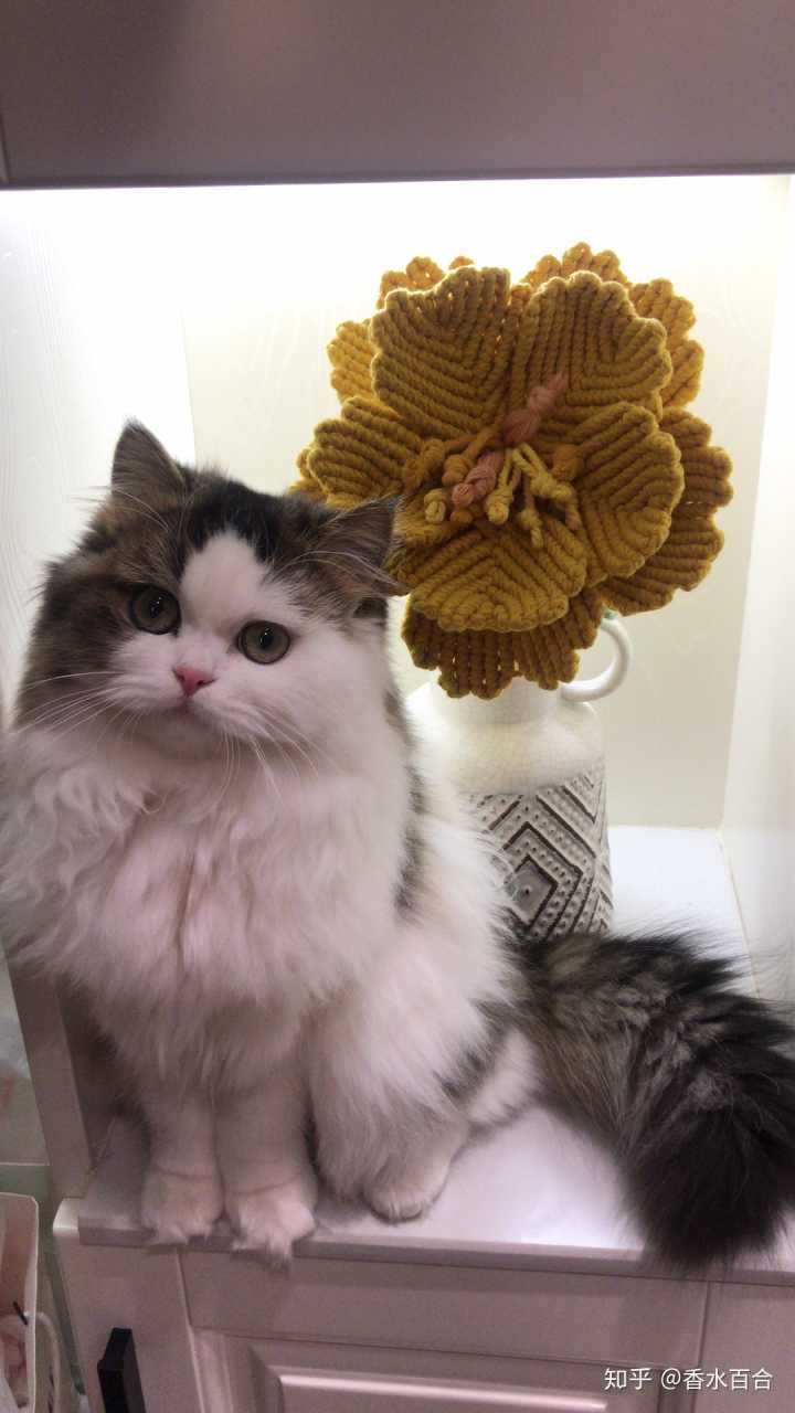 买了高层的人怎么样了,买了顶楼的房子后悔了吗