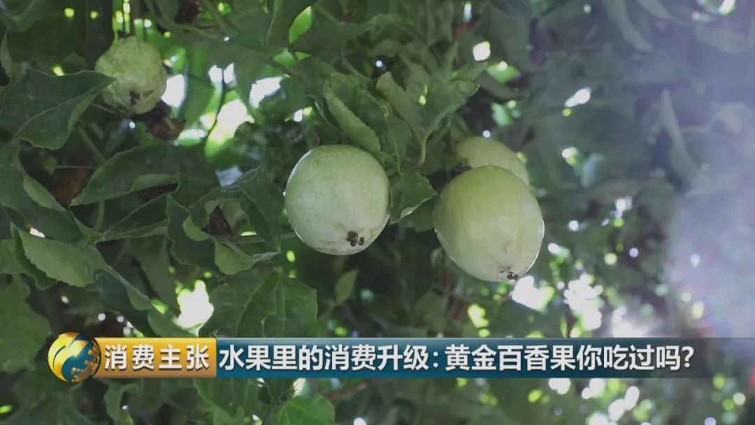 黄金百香果和台农百香果区别,黄金百香果和百香果哪个营养高