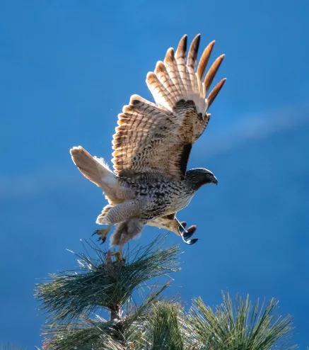 隼、准、汇、淮，学汉字不仅是用来读书，更是通过它来懂事、明理