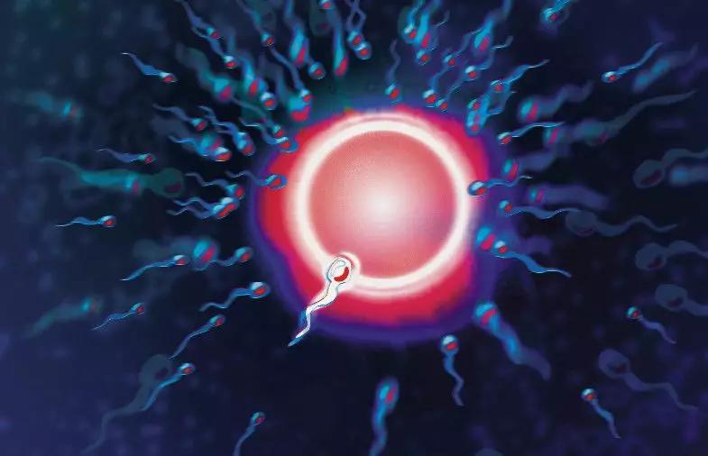 卵子排卵是什么感觉,卵子长什么样肉眼可见吗