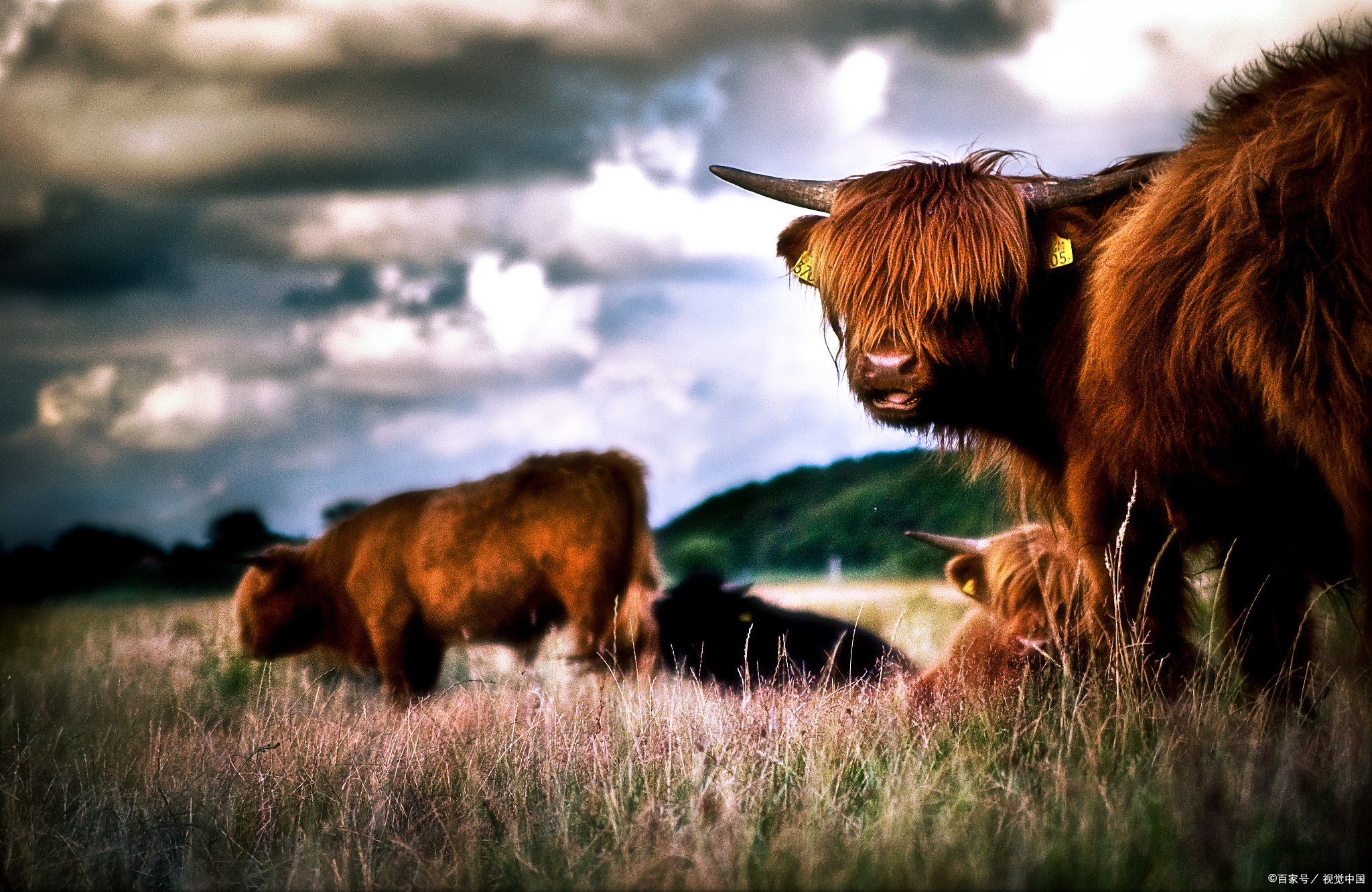 养牛预混料与全价料哪个划算,肉牛预混料和肉羊预混料区别