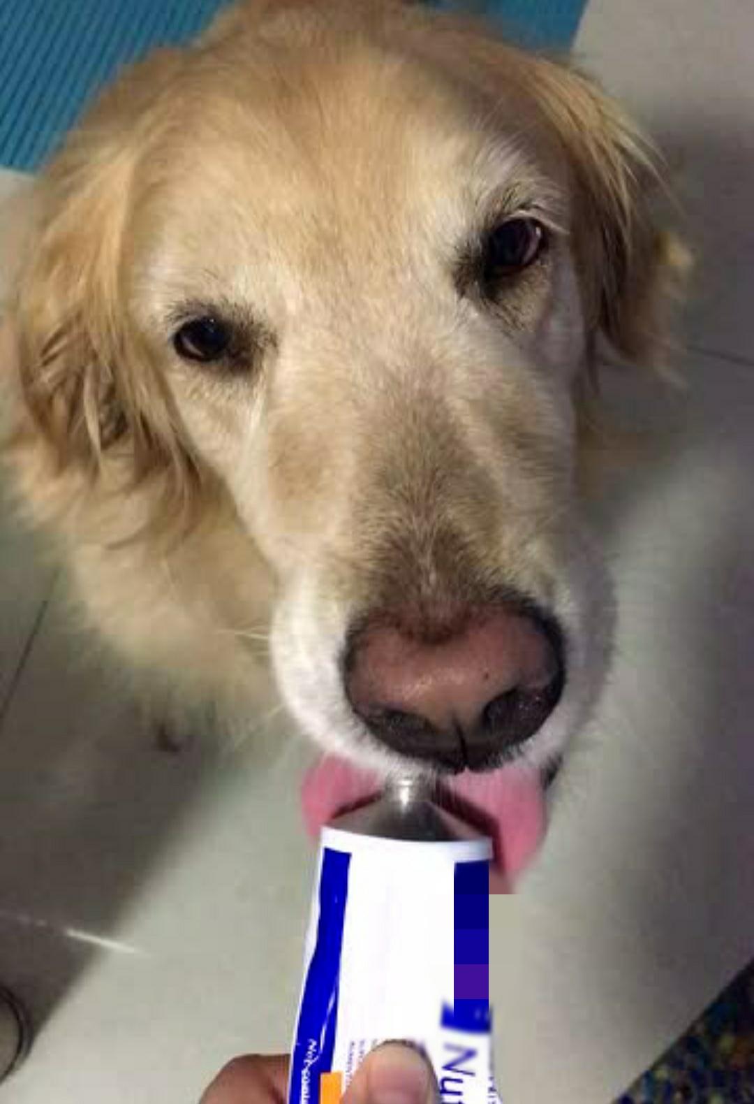 狗狗多大穿营养膏,狗狗营养膏开封几个月还能吃吗