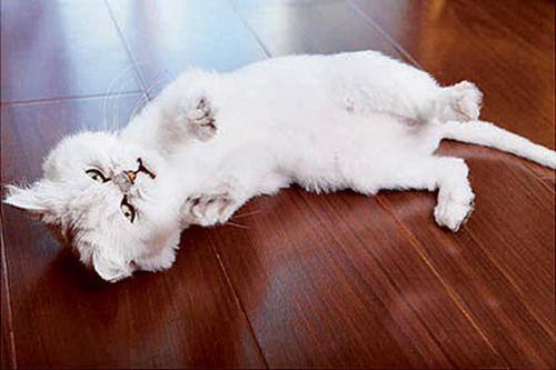 猫猫感染绦虫会传染给狗吗,小猫有绦虫会感染家里的孩子吗