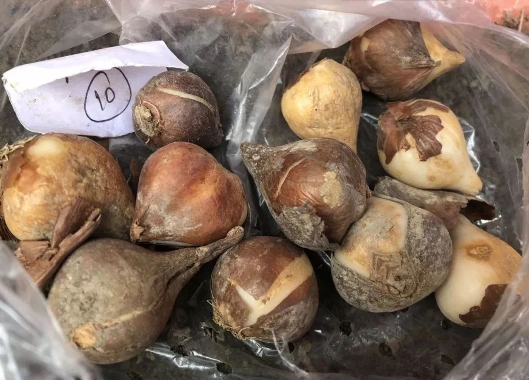 适合北方的球根植物,适合北方室内的种球
