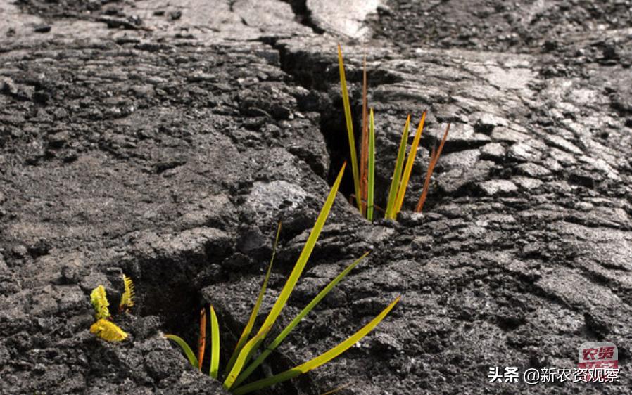 被“冤枉了”的壳聚糖在农业上得这样用才有效果！