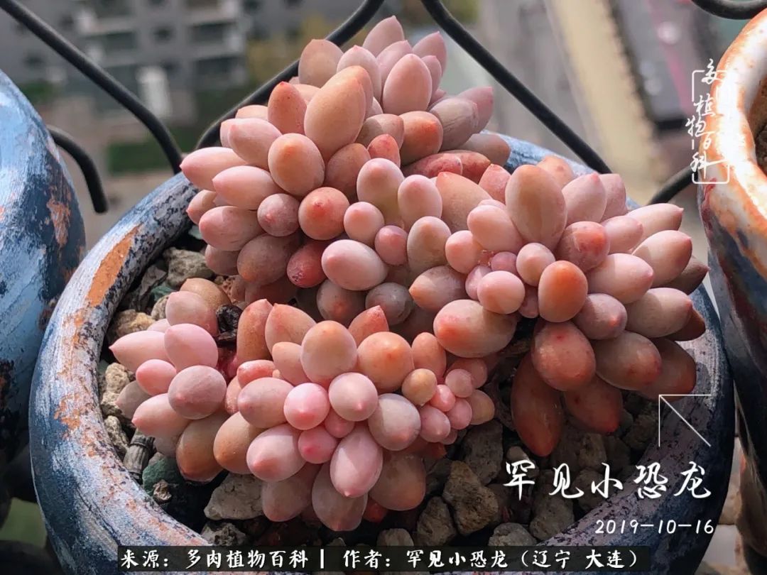 颗粒土除了种多肉还可以种什么,想养动物该怎么养