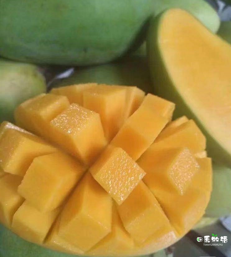 越南大青芒果批发价,越南大青芒果直播卖货第一名