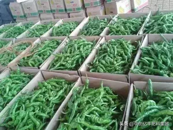 2021年辣椒走势行情图,2023年辣椒市场行情专家分析