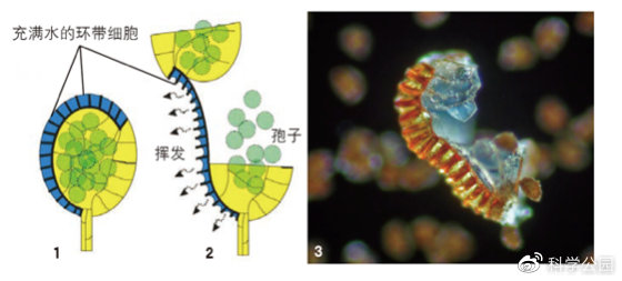头发粘在一起是怎么回事,为什么头发会粘在一起