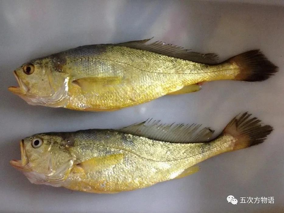 文登西洋参园,天福山文登