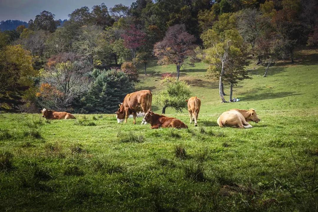 假期逛景区一大波优惠等着您,景点优惠活动视频