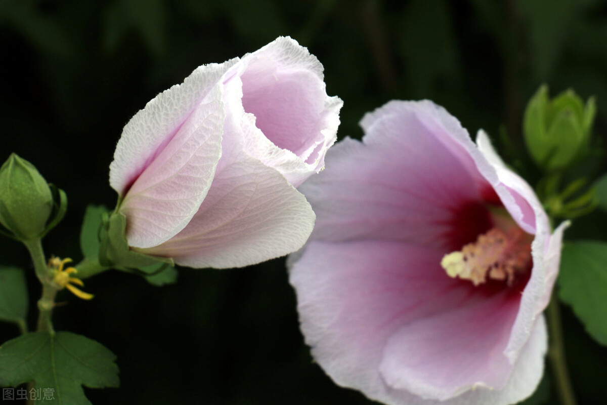 11种带花的菜,111种美食