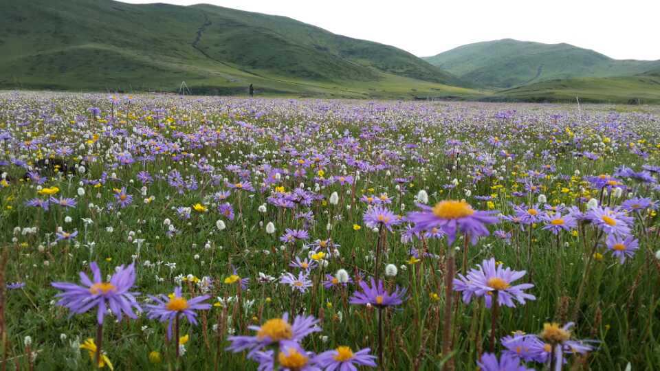 暂离城市的喧嚣，来拥抱若尔盖大草原，湖在天上，天在湖中