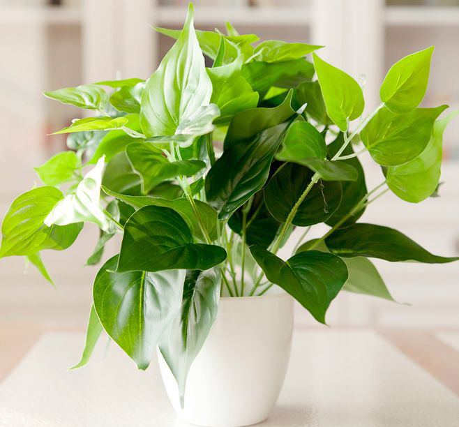 水培绿萝已经长得很茂盛怎么养护,水培绿萝如何养殖越长越旺盛