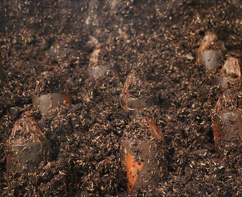 酒糟埋藏酒有什么区别,酒糟埋藏酒