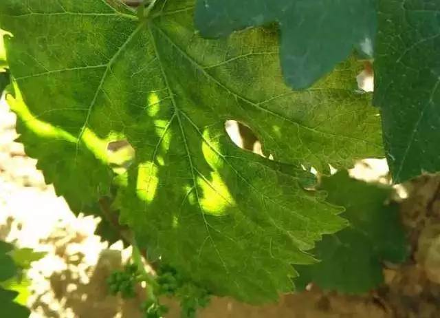葡萄叶片黄化怎么治疗,葡萄叶片黄化斑驳