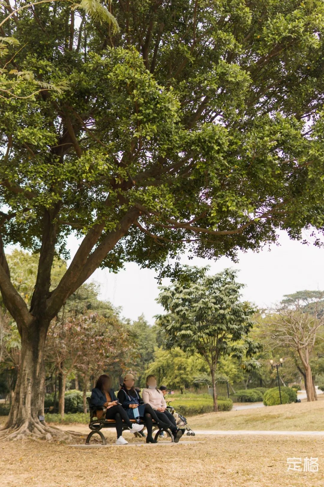 莲花山为啥一夜就火了,莲花山景区