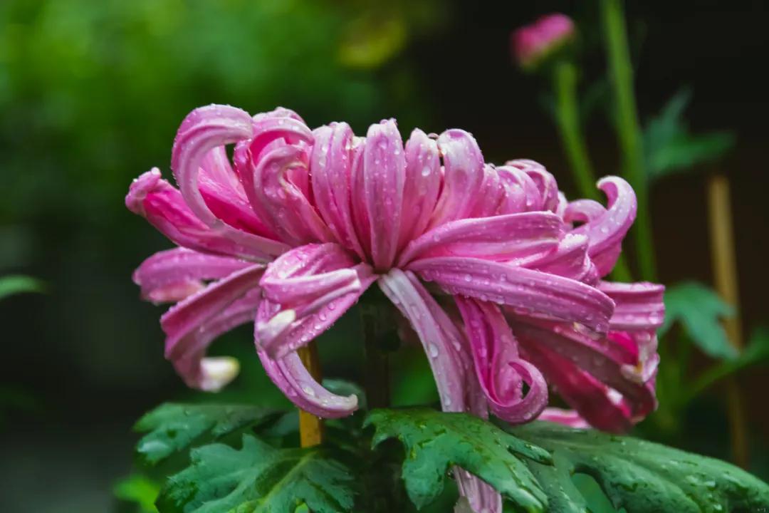 李子柒家乡成旅游景点,李子柒乡愁